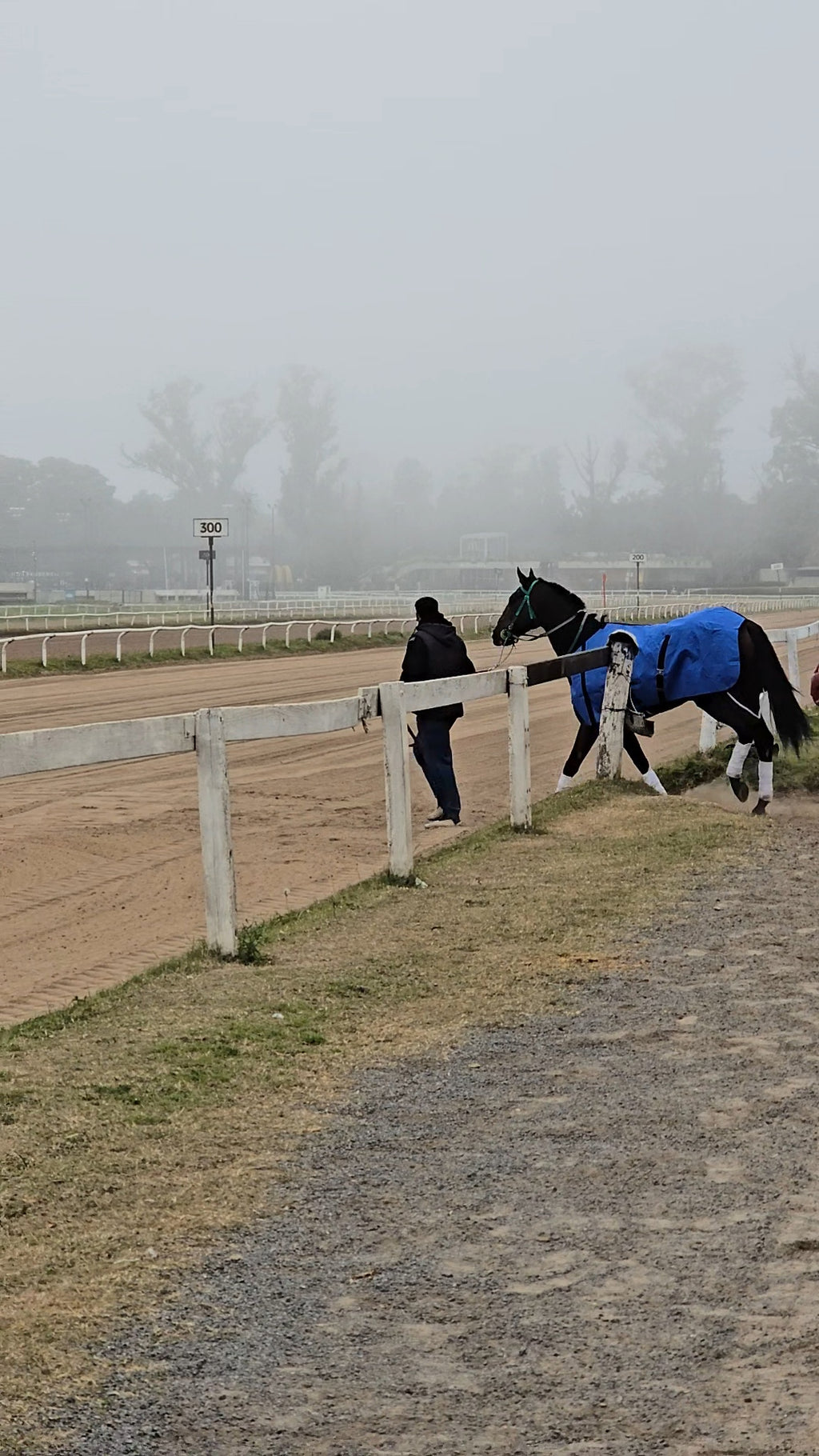 Caballo de carrera camino a la pista