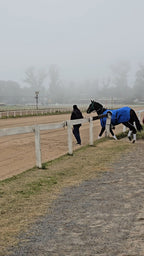 Caballo de carrera camino a la pista