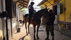 Caballo de carrera ensillado en el stud