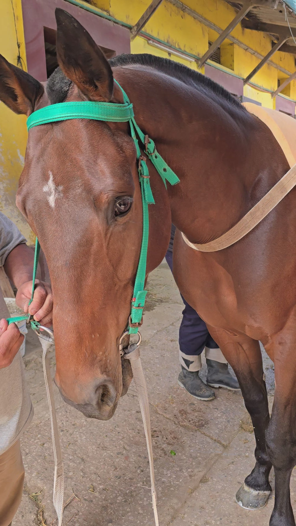 Caballo de carrera con el Ring Bit Dexter en el stud