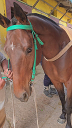 Caballo de carrera con el Ring Bit Dexter en el stud