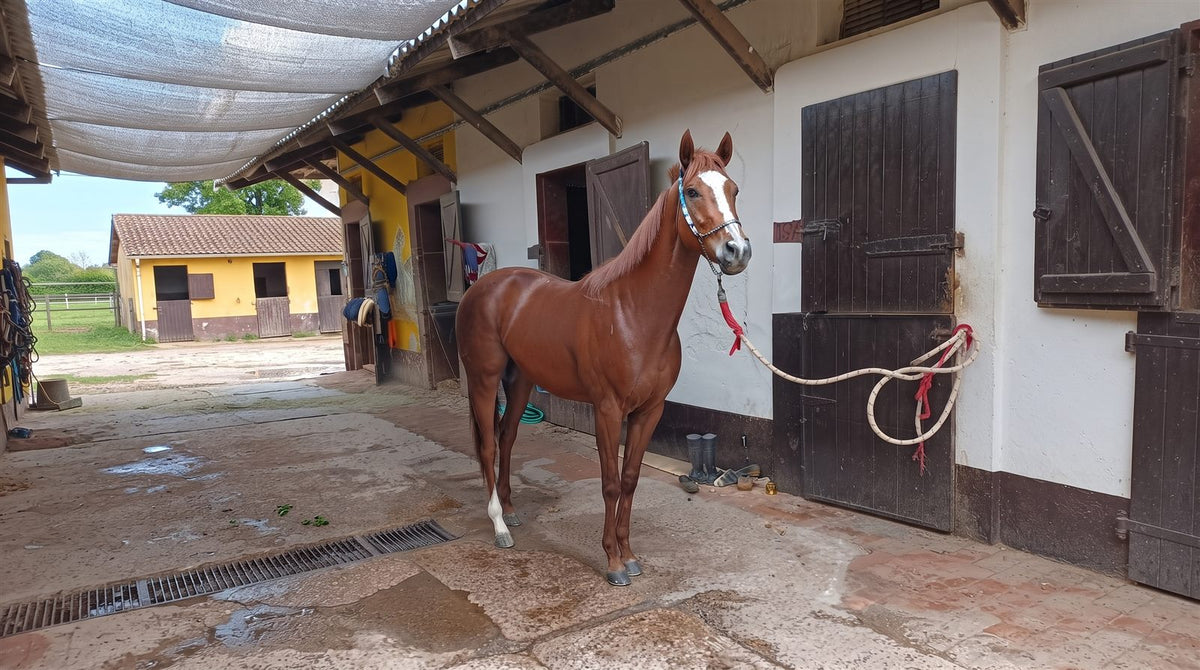 Caballo alazán de cuerpo entero parado en el stud, donde se ve su musculatura
