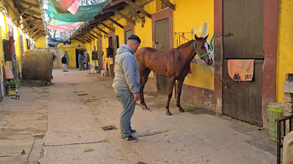 Caballo alazán desanimado en el pasillo del stud, junto a su cuidador