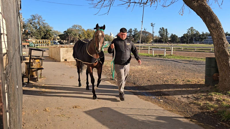 Julián guiando de tiro a un caballo de carrera con manta por el hipódromo