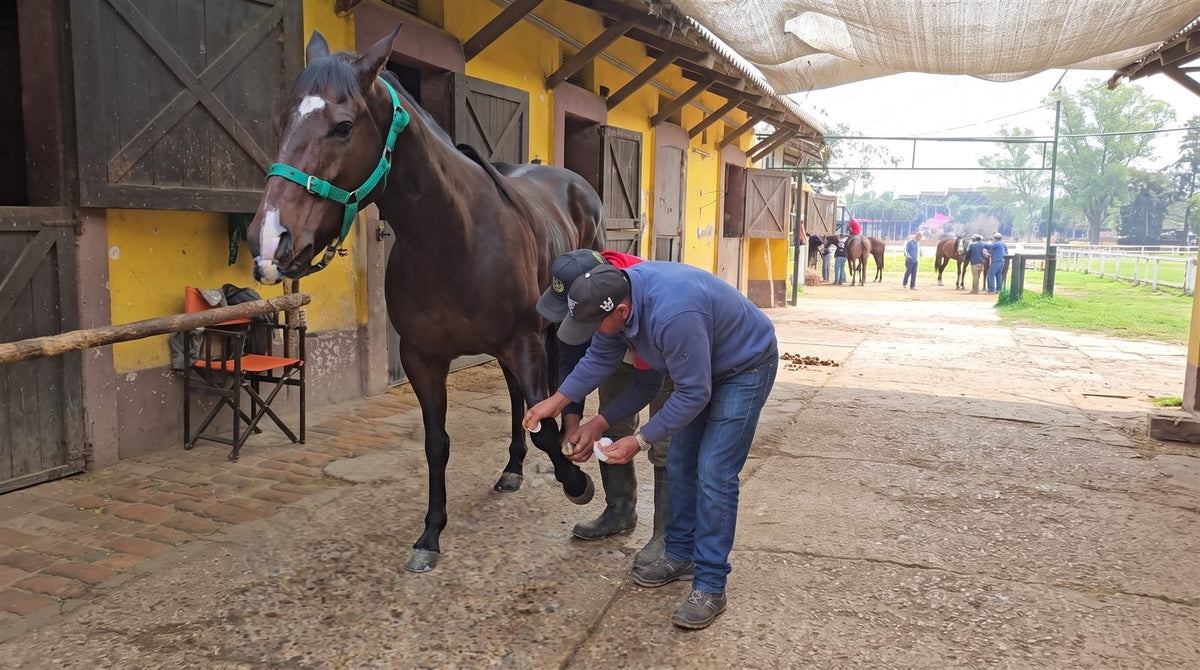 Dos cuidadores revisando la mano y la articulación de un caballo de carrera zaino en el stud