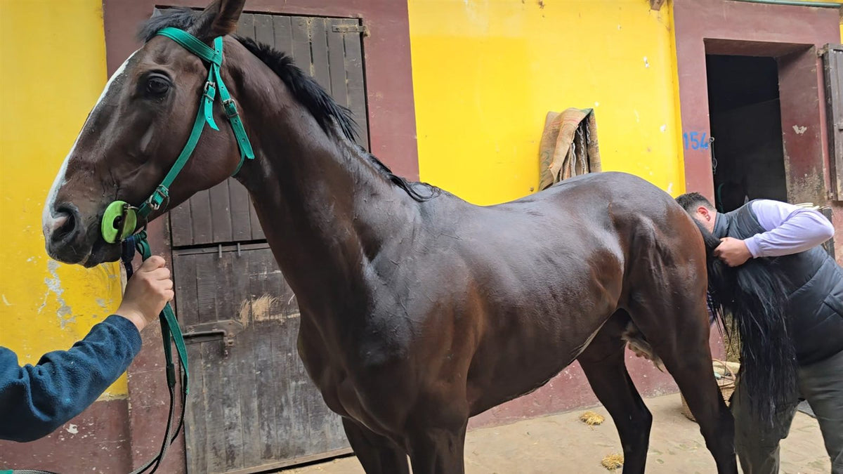 Caballo de carrera zaino con el pelo empapado de sudor después del training en el stud