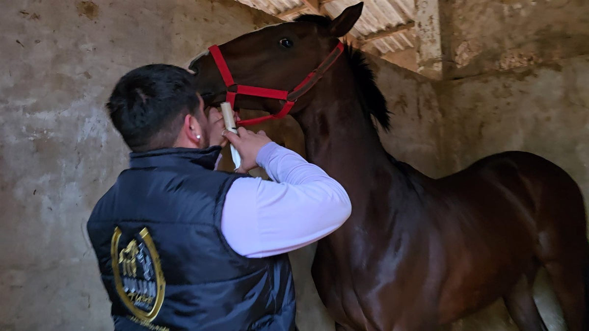 Cuidador de Julian Turf dándole una jeringa por la boca a un caballo de carrera zaino en el box