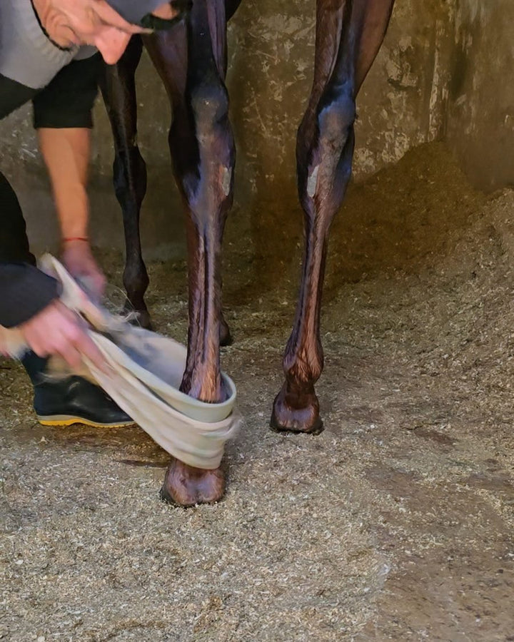 Cuidador vendando la mano de un caballo de carrera en el box después del trabajo