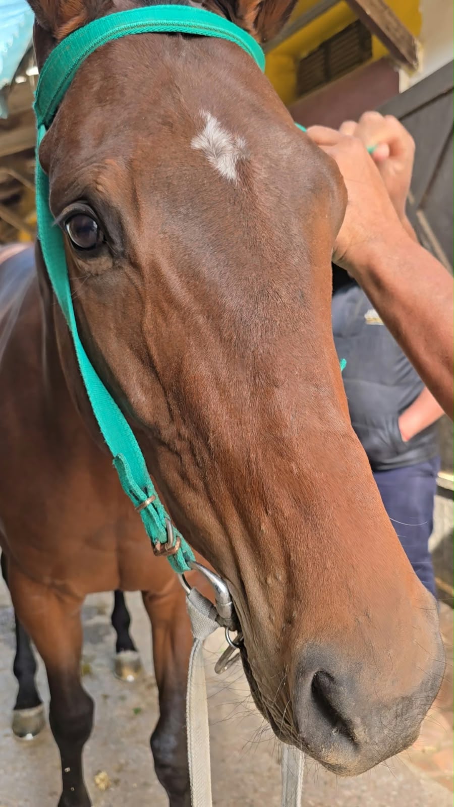 Caballo en el stud con el freno Ring Bit Dexter puesto