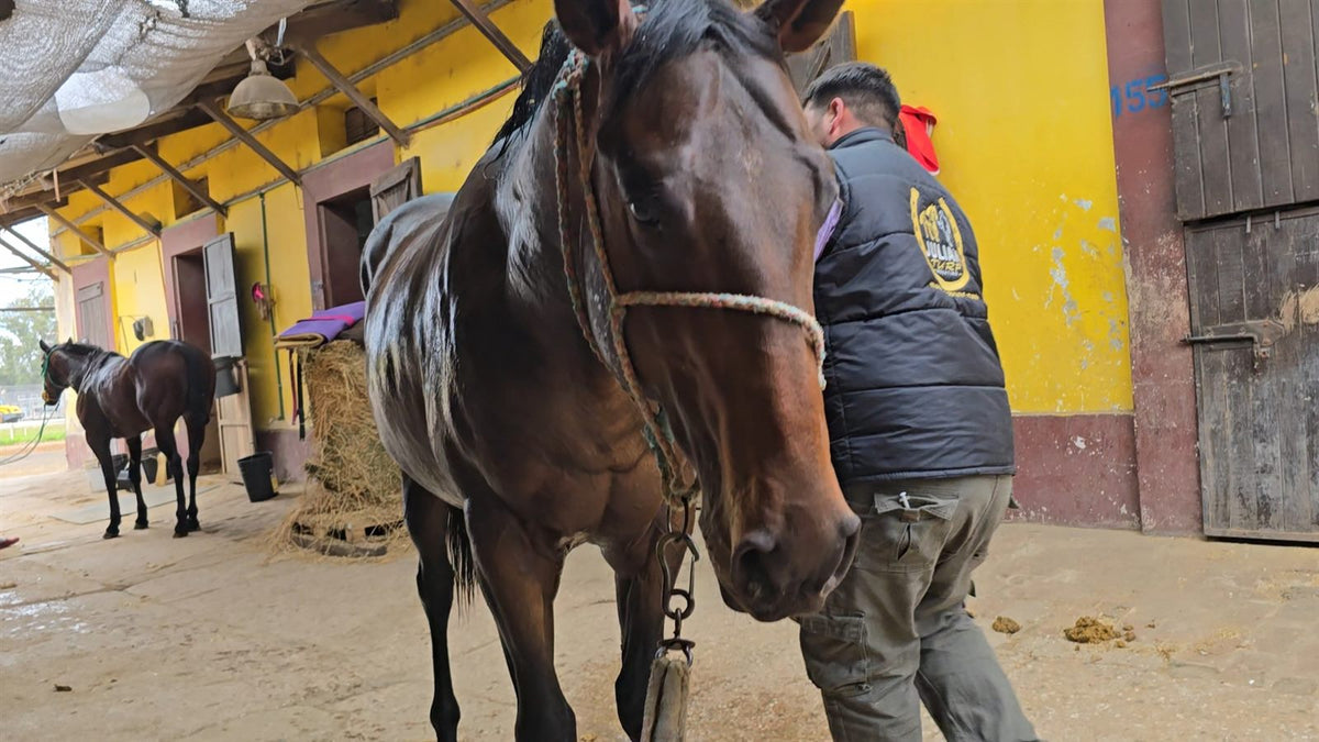Cuidador de Julian Turf palpando la musculatura de un caballo de carrera zaino en el stud
