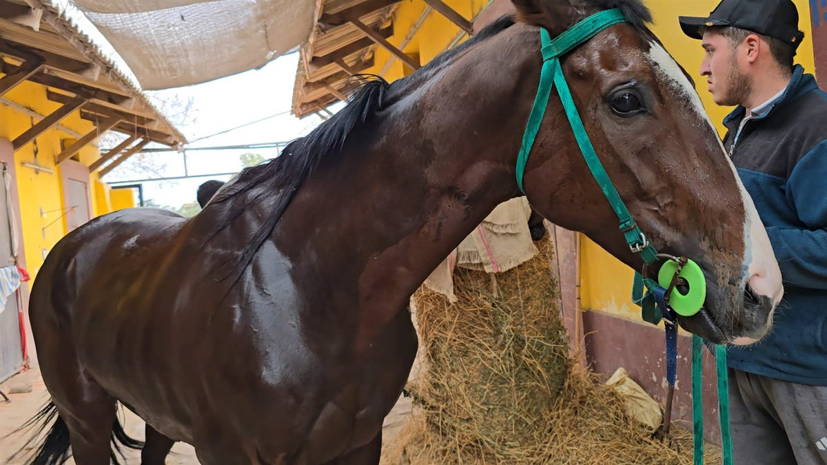Caballo de carrera zaino transpirado y cansado después del trabajo, sostenido por su cuidador en el stud