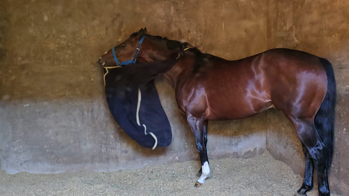 Caballo de carrera zaino nervioso en el box, transpirado y mordiendo la manta