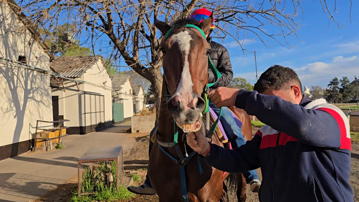 Caballo de carrera alazán de frente con los ollares abiertos, con su jinete y su cuidador antes de entrenar