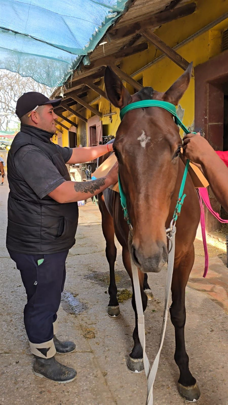 Julián preparando al caballo en el stud antes de entrenar