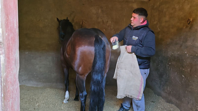 Julián cepillando a un caballo de carrera dentro del box