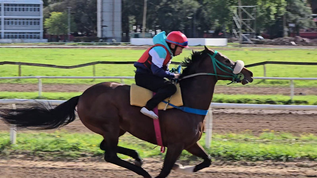 Caballo de carrera zaino galopando en la pista del hipódromo con su jinete